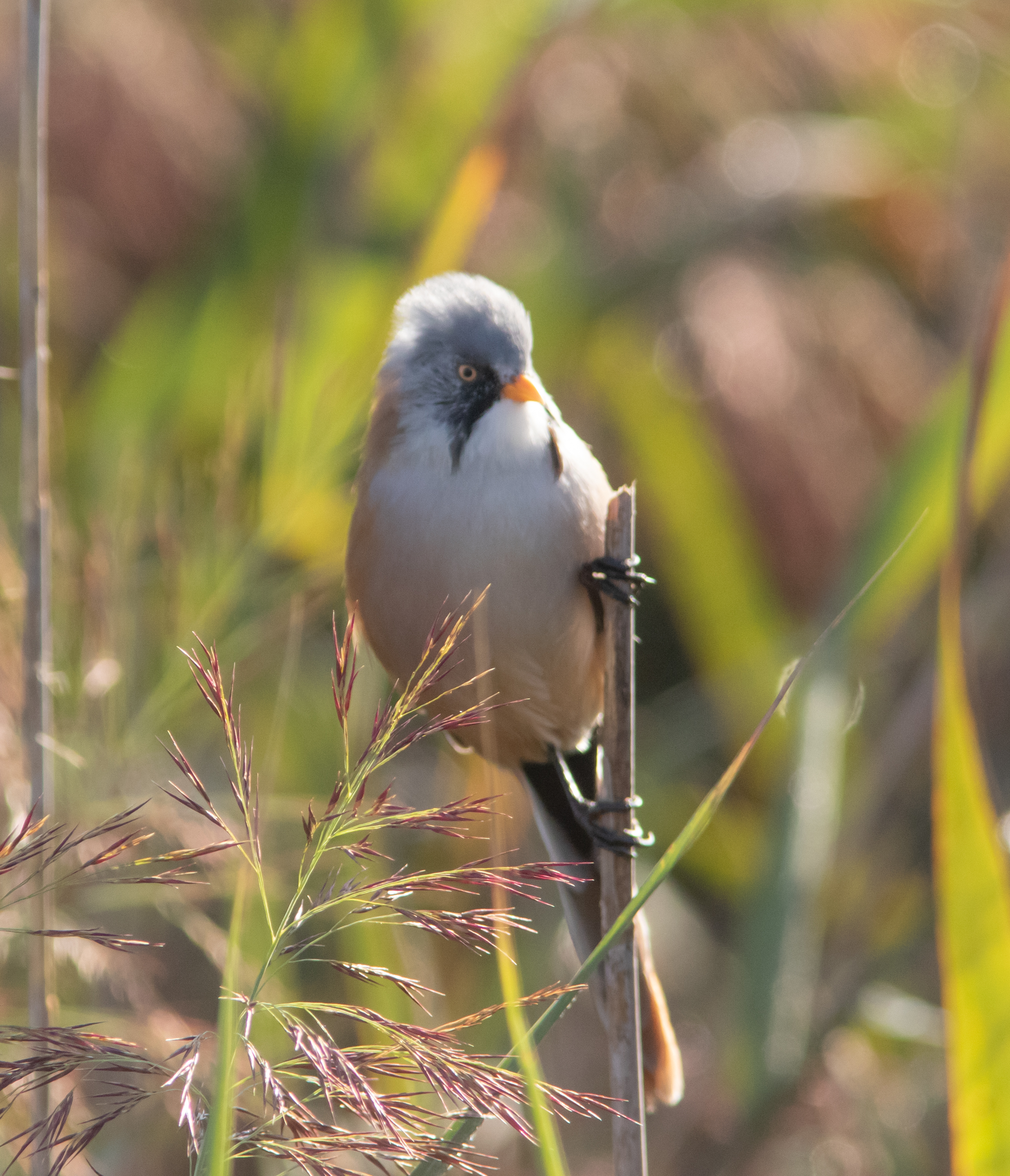 Miniature